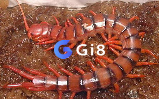 Chi tiết sổ mơ lô đề con rết Chi tiết sổ mơ lô đề con rết