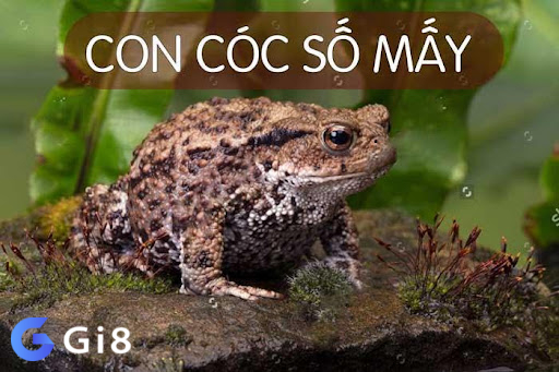 Con cóc số mấy trong lô đề Con cóc số mấy trong lô đề