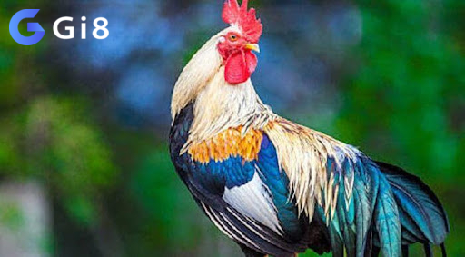 Mơ thấy gà trống Mơ thấy gà trống