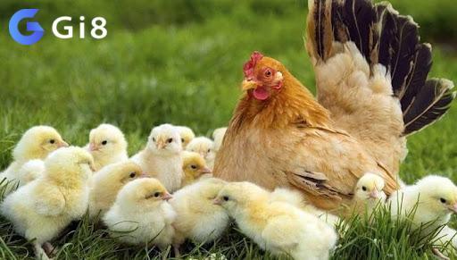 Mơ thấy gà mái Mơ thấy gà mái