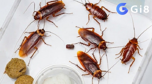 Con gián số mấy khi chiêm bao thấy gián đang bay? Con gián số mấy khi chiêm bao thấy gián đang bay?