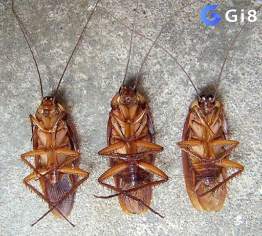 Con gián số mấy trong giấc mơ? Con gián số mấy trong giấc mơ?