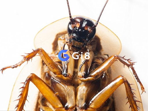 Con gián số mấy? ngủ mơ anh em bị gián bò lên người Con gián số mấy? ngủ mơ anh em bị gián bò lên người