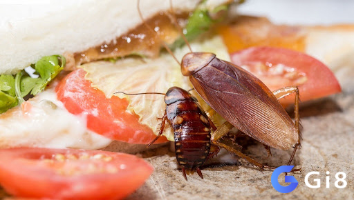 Chiêm bao thấy con gián số mấy? Chiêm bao thấy con gián số mấy?