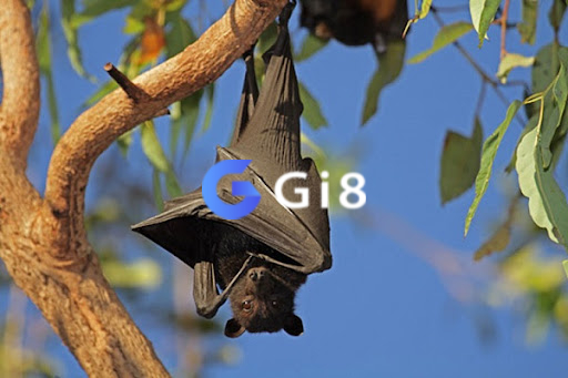 Mộng con dơi giải mã cùng Gi8 Mộng con dơi giải mã cùng Gi8