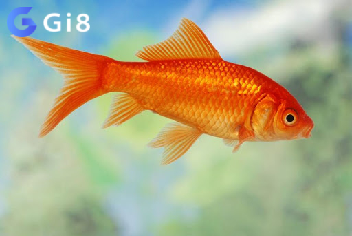Con cá số mấy Con cá số mấy