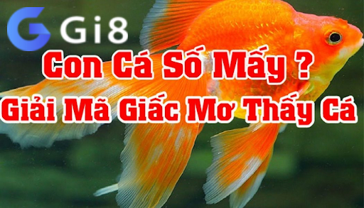 Mơ thấy con cá số mấy Mơ thấy con cá số mấy