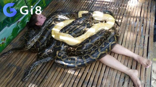 Mơ trăn trườn lên mình là điềm tốt hay xấu? Mơ trăn trườn lên mình là điềm tốt hay xấu?