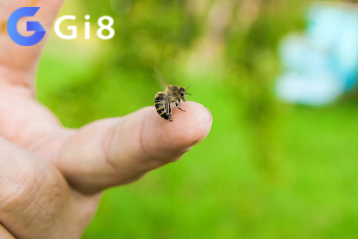 Nên làm gì khi bị ong đốt Nên làm gì khi bị ong đốt