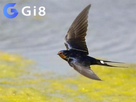Gi88 giải thích về ý nghĩa của con chim én Gi88 giải thích về ý nghĩa của con chim én