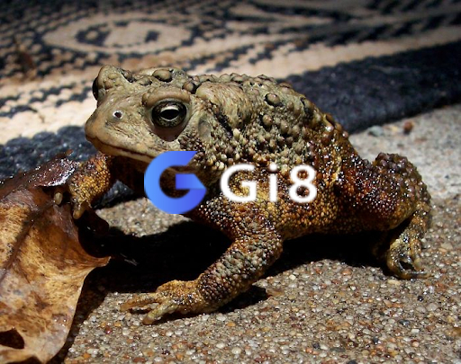Gi88 lý giải những giấc mơ thấy cóc Gi88 lý giải những giấc mơ thấy cóc