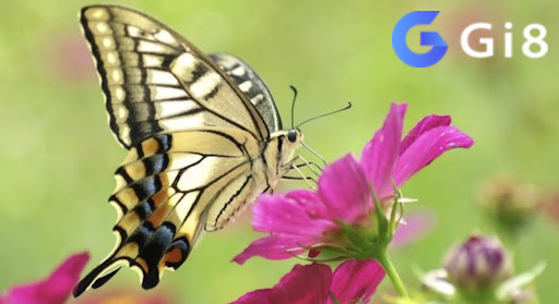 Giải mã ý nghĩa giấc mơ bướm số mấy Giải mã ý nghĩa giấc mơ bướm số mấy