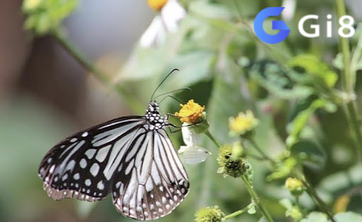 Mơ thấy bướm số mấy, đánh con gì? Mơ thấy bướm số mấy, đánh con gì?