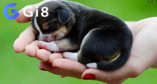 Giải thích nằm mơ thấy con chó đánh số mấy Giải thích nằm mơ thấy con chó đánh số mấy