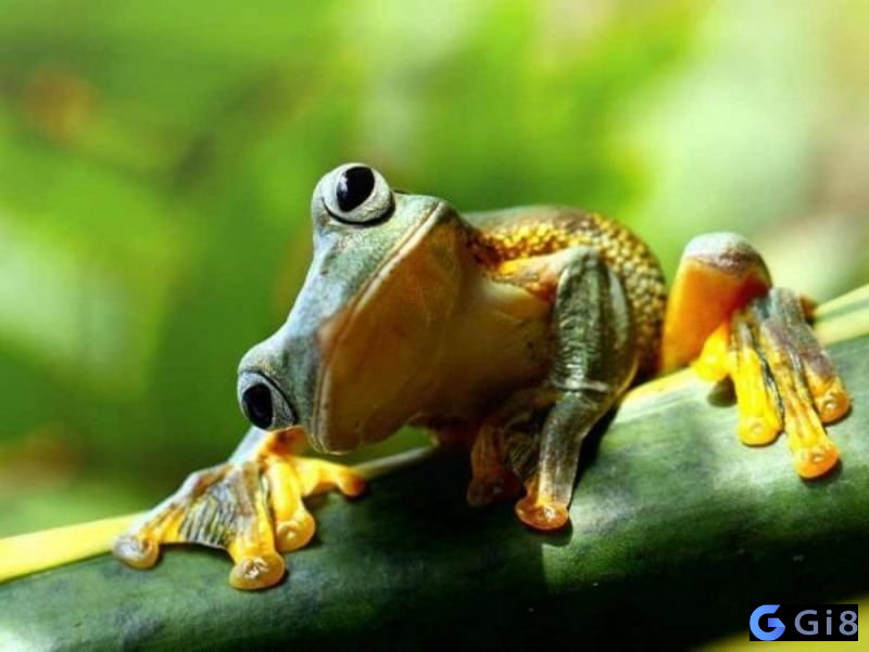 Ngủ mơ thấy con ếch có màu vàng so de con ech
