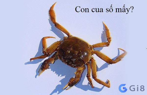 mơ thấy con cua Con cua số mấy? 1 lời giải cho mơ thấy cua