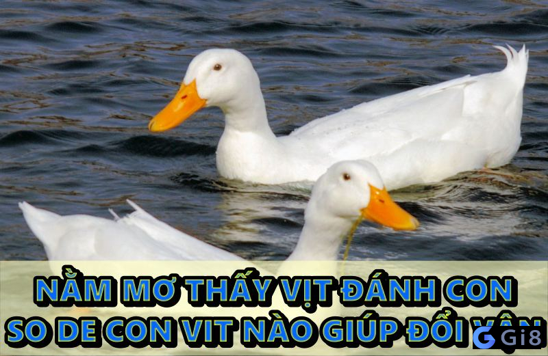 Giải mã ý nghĩa giấc mơ thấy vịt và bộ so de con vit tương ứng so de con vit