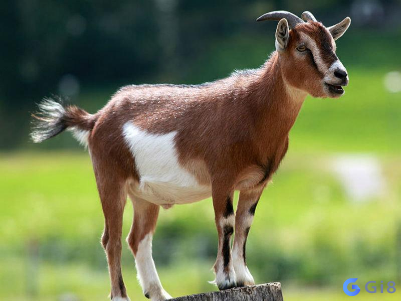 Dê là loại động vật gần gũi Con dê số mấy - Từ giấc mơ đến thành công!