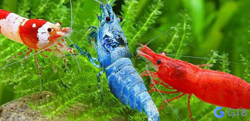 Gợi ý một số con số may mắn liên quan đến mơ thấy con tôm Gợi ý một số con số may mắn liên quan đến mơ thấy con tôm