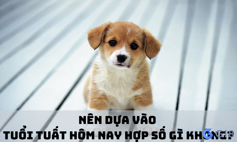 Nên dựa theo tuổi tuất hôm nay hợp số gì không Cùng Gi88 giải đáp thắc mắc tuổi tuất hôm nay hợp số gì