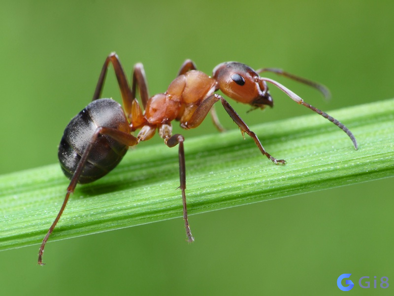 Giấc mo thay con kien cùng những điềm may mắn Giấc mo thay con kien cùng những điềm may mắn
