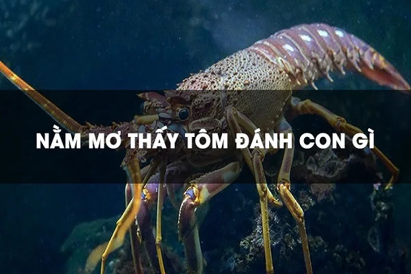 Tìm hiểu thông tin về Con tôm trong số đề là số mấy? Tìm hiểu thông tin về Con tôm trong số đề là số mấy?