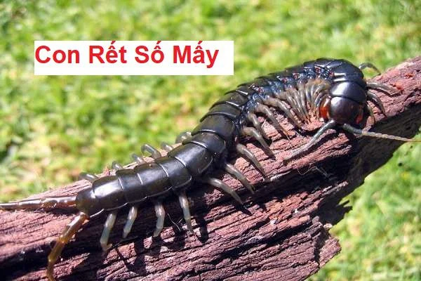 Con rết số gì? Điềm báo khi nhìn thấy rết Con rết số gì? Điềm báo khi nhìn thấy rết