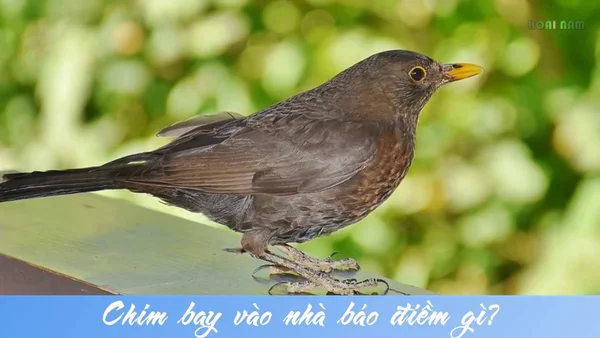 Nên đánh con gì khi Chim bay vào nhà là điềm gì? Nên đánh con gì khi Chim bay vào nhà là điềm gì?