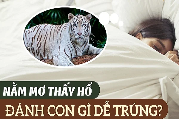 Nằm mơ thấy cọp đánh số mấy – Điềm báo của giấc mơ thấy cọp là gì? Nằm mơ thấy cọp đánh số mấy - Điềm báo của giấc mơ thấy cọp là gì?