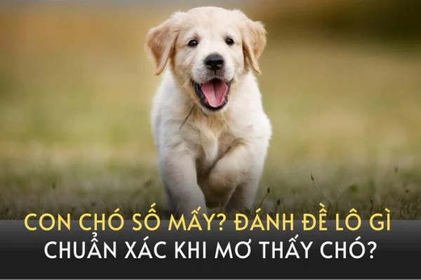 Số đề con chó số mấy là chính xác nhất? Số đề con chó số mấy là chính xác nhất?