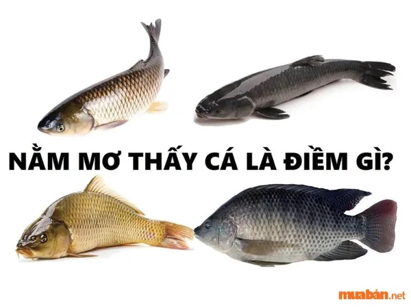 Nằm mơ thấy cá đánh số mấy cho hiệu quả cao nhất Nằm mơ thấy cá đánh số mấy cho hiệu quả cao nhất