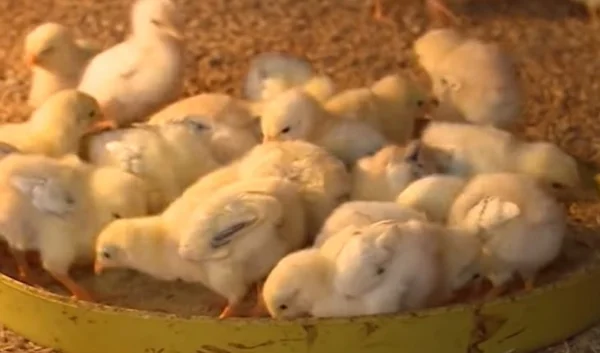 Mơ thấy gà con đánh con gì cho hiệu quả và chính xác nhất Mơ thấy gà con đánh con gì cho hiệu quả và chính xác nhất