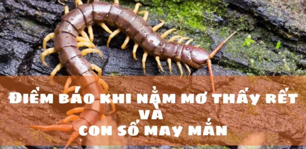 Con rết số gì chi tiết theo ngữ cảnh giấc mơ Con rết số gì chi tiết theo ngữ cảnh giấc mơ