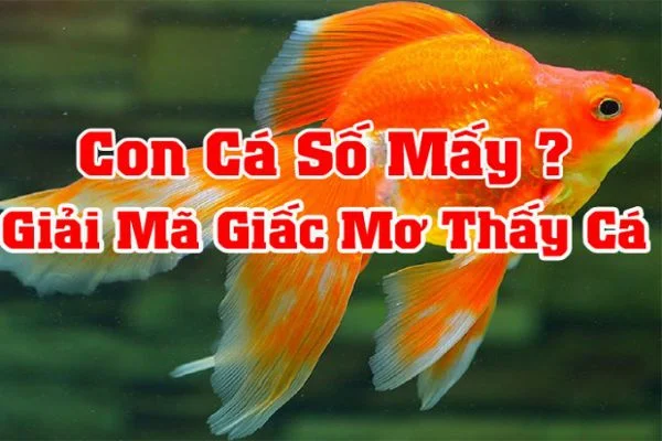 Tìm hiểu về nằm mơ thấy cá đánh số mấy Tìm hiểu về nằm mơ thấy cá đánh số mấy