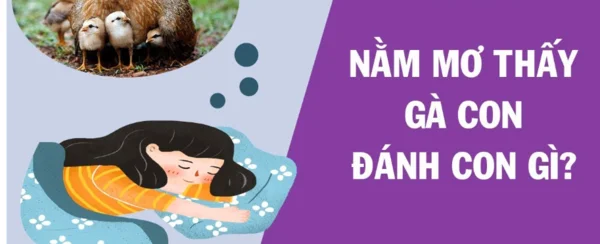 Mơ thấy gà con đánh con gì – Chiêm bao thấy gà con mang điềm báo gì? Mơ thấy gà con đánh con gì - Chiêm bao thấy gà con mang điềm báo gì?