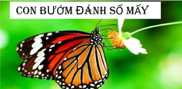 Chi tiết ý nghĩa giấc mơ từ con bướm Chi tiết ý nghĩa giấc mơ từ con bướm
