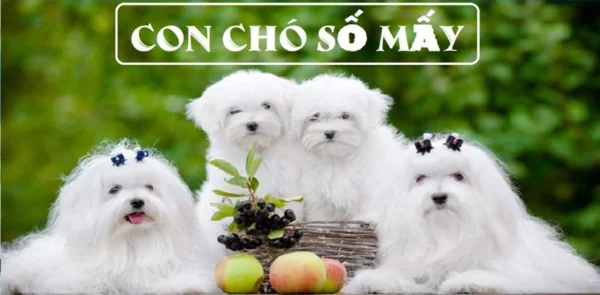 Điềm báo trong những giấc mơ nhìn thấy chó là gì? Điềm báo trong những giấc mơ nhìn thấy chó là gì?