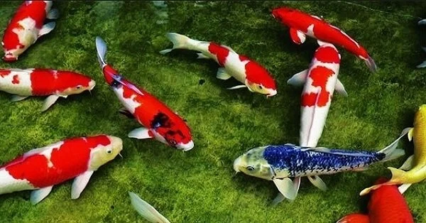 Tham gia chơi lô đề an toàn và hiệu quả tại nhà cái Gi88 Tham gia chơi lô đề an toàn và hiệu quả tại nhà cái Gi88