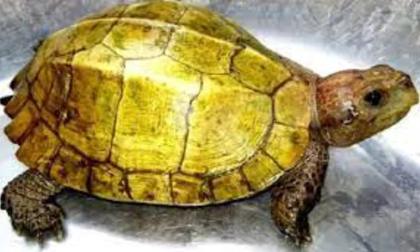 Kinh nghiệm con rùa số mấy để có thể tham gia chơi hiệu quả Kinh nghiệm con rùa số mấy để có thể tham gia chơi hiệu quả