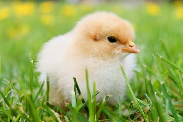 Mơ thấy gà con đánh con gì – Ý nghĩa của những giấc mơ thấy gà con Mơ thấy gà con đánh con gì - Ý nghĩa của những giấc mơ thấy gà con