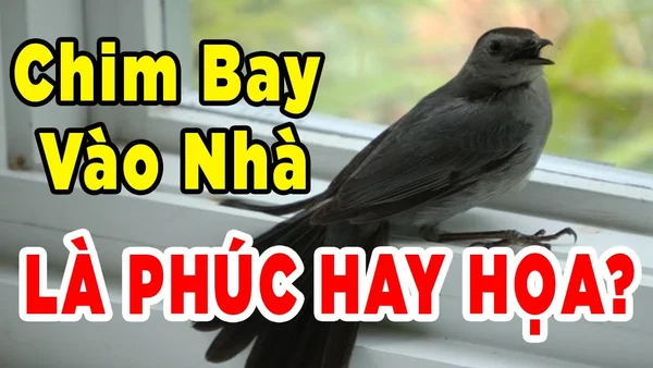 Chim bay vào nhà là điềm gì? Điềm báo khi chim bay vào nhà là gì? Chim bay vào nhà là điềm gì? Điềm báo khi chim bay vào nhà là gì?