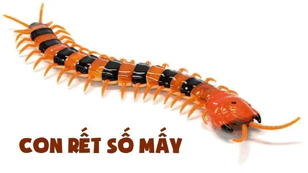 Mơ thấy con rết số gì đánh đề chuẩn nhất Mơ thấy con rết số gì đánh đề chuẩn nhất