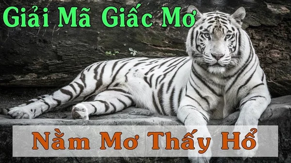 Nằm mơ thấy cọp đánh số mấy – Tìm hiểu thông tin về giấc mơ thấy cọp Nằm mơ thấy cọp đánh số mấy - Tìm hiểu thông tin về giấc mơ thấy cọp