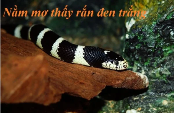 Nằm mơ thấy rắn đen trắng trong những giấc mơ mang ý nghĩa gì? Nằm mơ thấy rắn đen trắng trong những giấc mơ mang ý nghĩa gì?