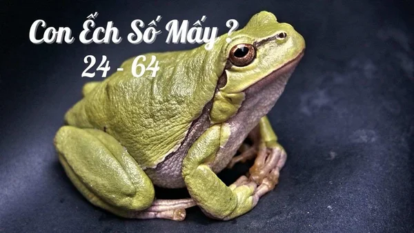 Tìm hiểu thông tin về con ếch số mấy Tìm hiểu thông tin về con ếch số mấy