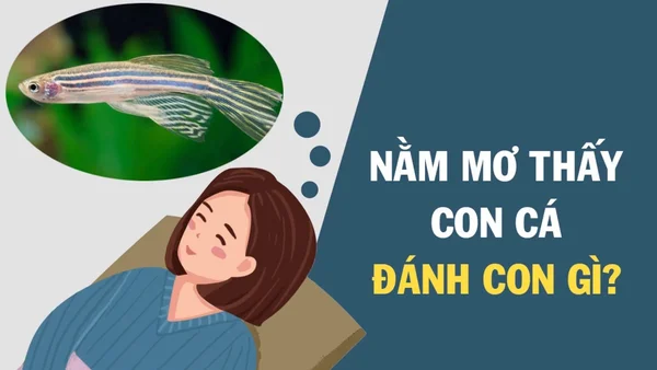 Nằm mơ thấy cá đánh số mấy? Những giấc mơ thấy cá mang ý nghĩa gì? Nằm mơ thấy cá đánh số mấy? Những giấc mơ thấy cá mang ý nghĩa gì?