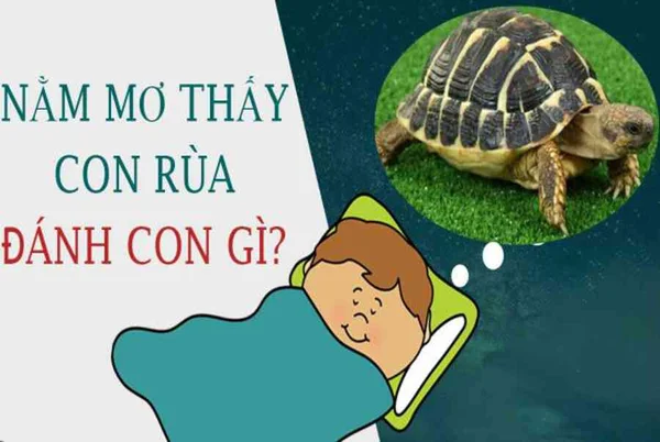 Con rùa số mấy – Nằm mơ thấy con rùa thì nên đánh con gì cho hiệu quả? Con rùa số mấy - Nằm mơ thấy con rùa thì nên đánh con gì cho hiệu quả?