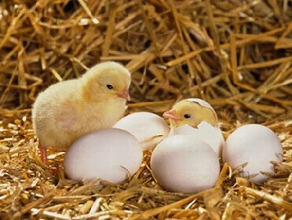 Mơ thấy gà con đánh con gì – Những con số liên quan trong giấc mơ thấy gà con Mơ thấy gà con đánh con gì - Những con số liên quan trong giấc mơ thấy gà con