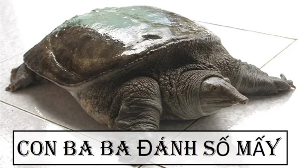 Con số liên quan đến giấc mơ thấy baba Con số liên quan đến giấc mơ thấy baba