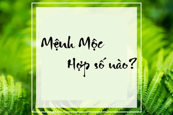 Tìm hiểu thông tin về mệnh mộc hợp số nào? Tìm hiểu thông tin về mệnh mộc hợp số nào?